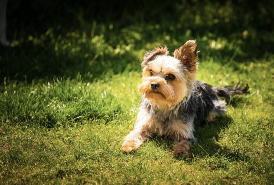 yorkshire terrier